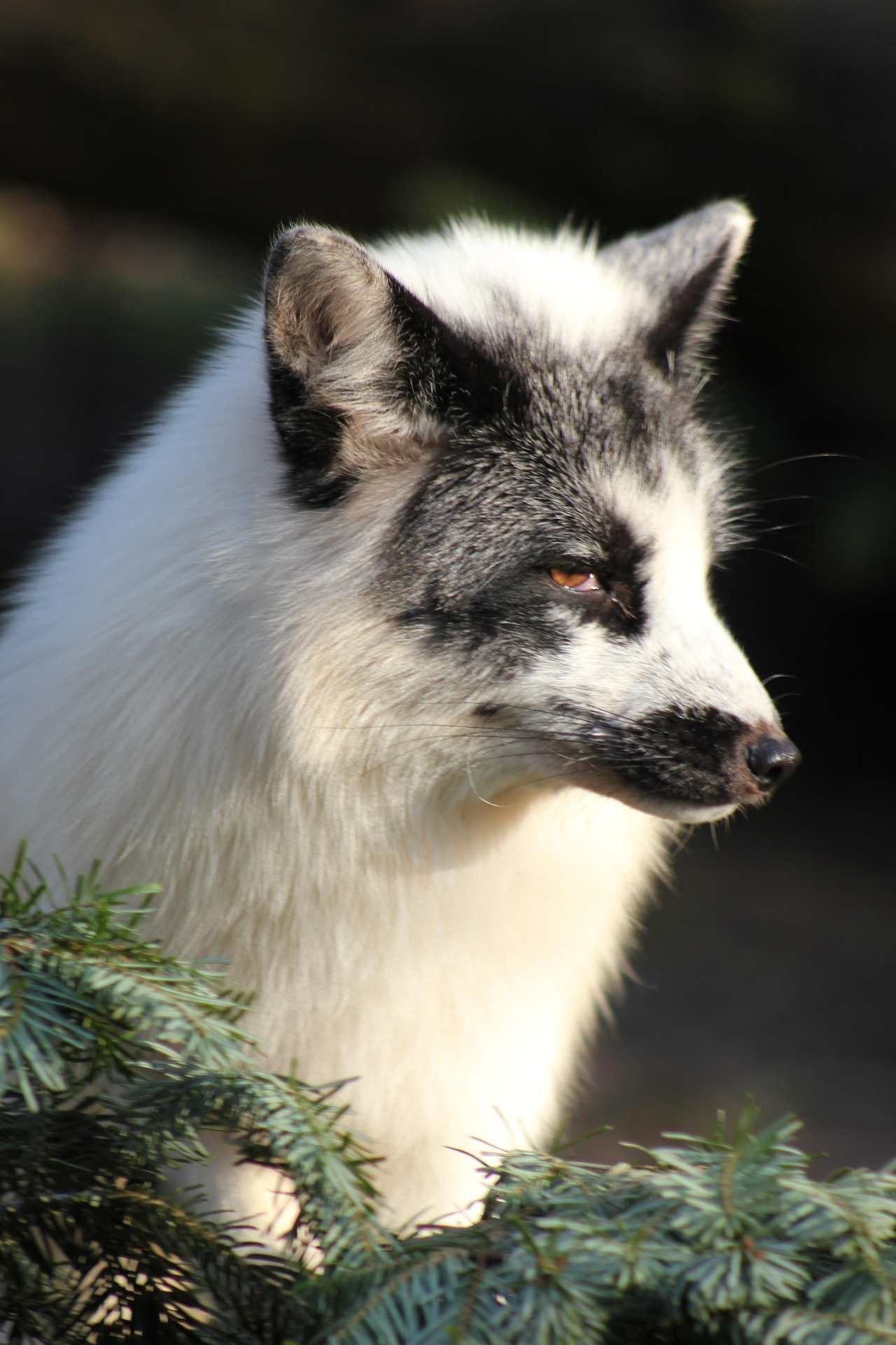 fox-7008960_1920.jpg