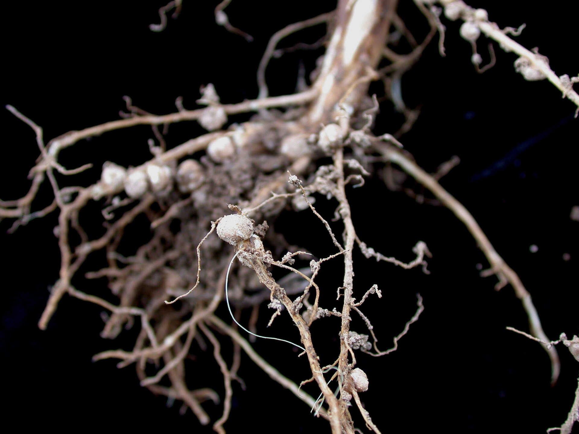 Soybean01_wikimedia.jpg