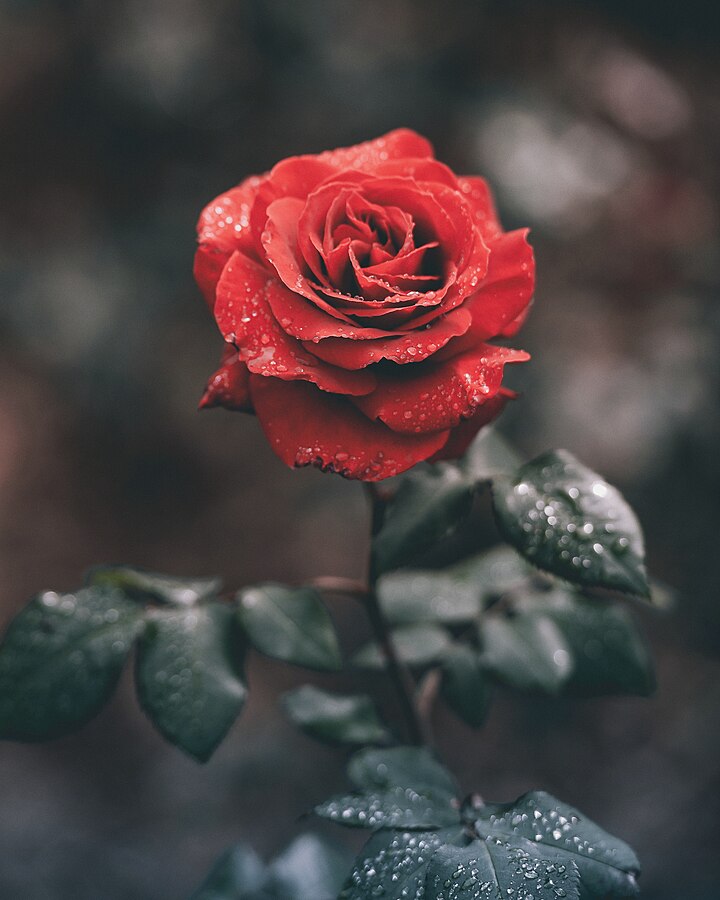 720px-Wet_red_rose_(Unsplash).jpg