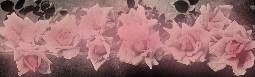 rose-blush.jpg