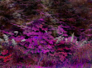trees2-small.png