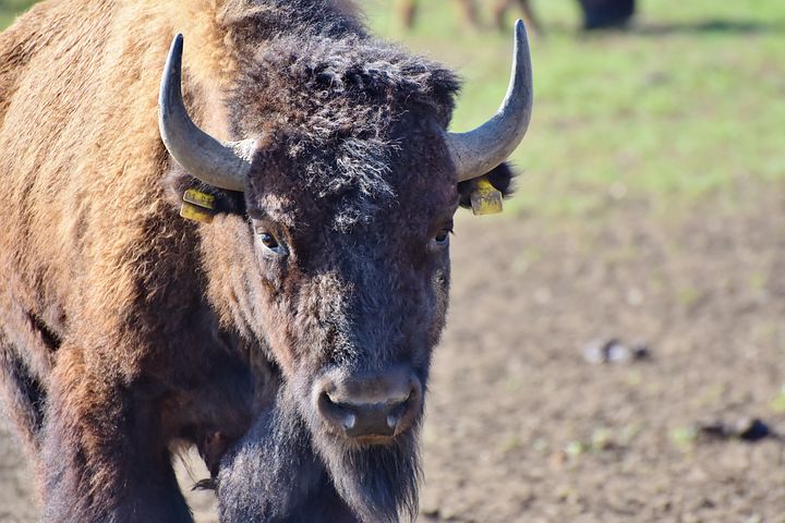 bison-3310946__480.jpg