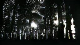 Forest Silhouette 3 CROPPED.jpg
