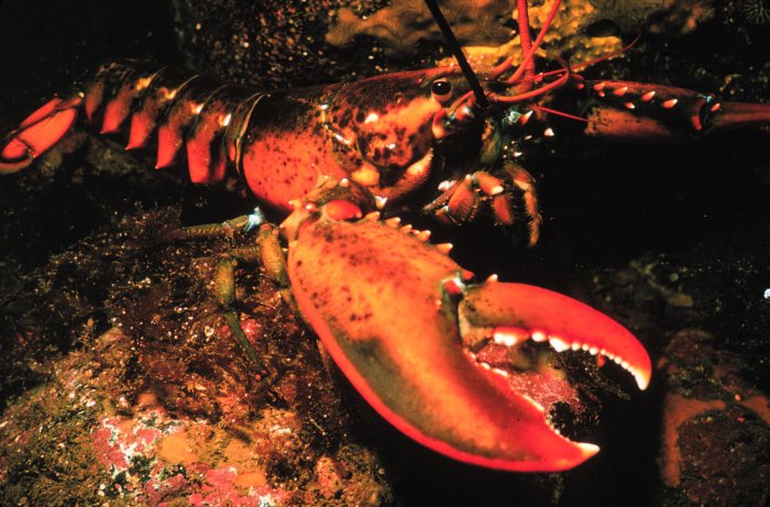 lobster.jpg