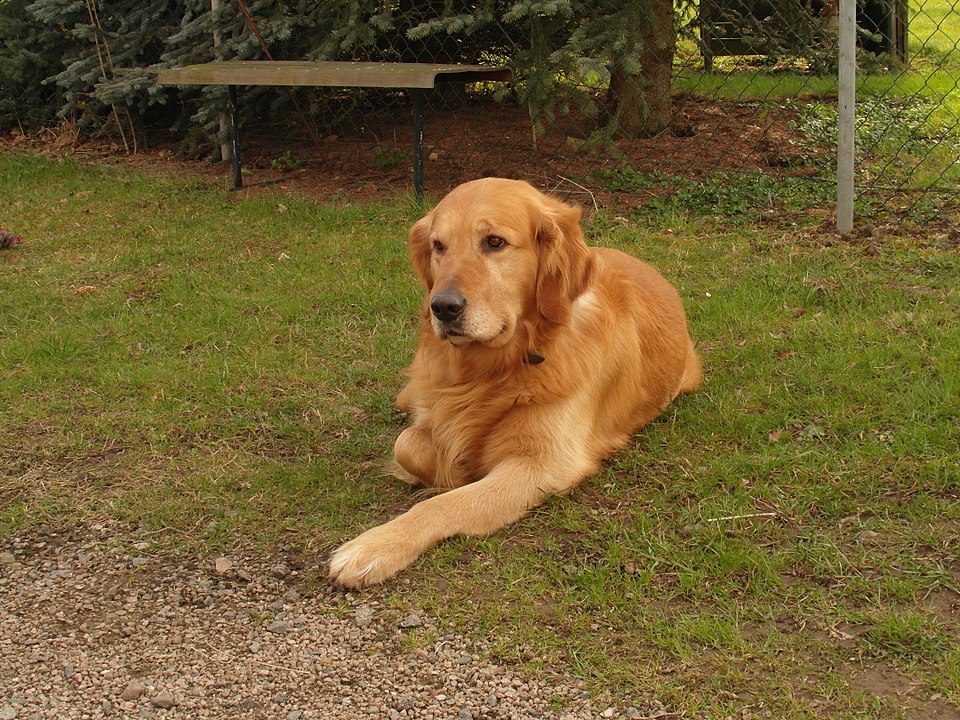 dog1.JPG