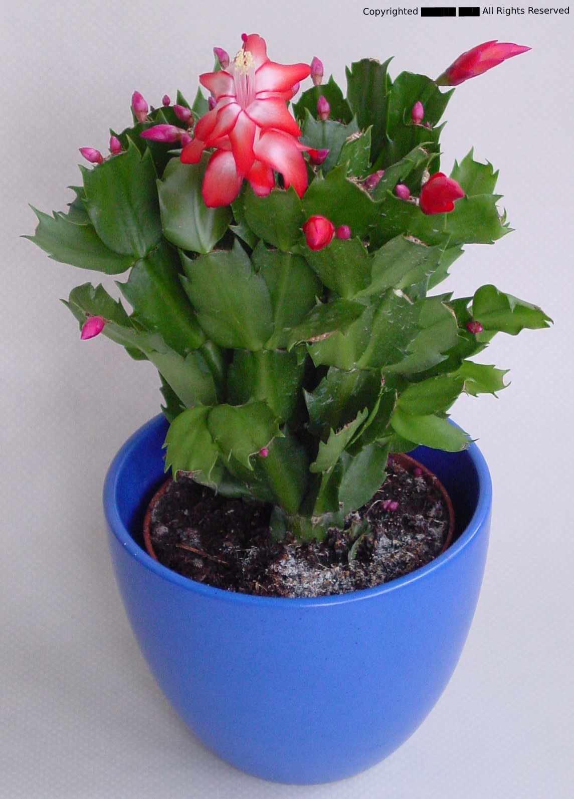 new-complant.jpg