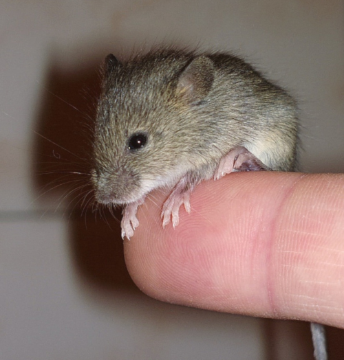 dreamy_mouse.png