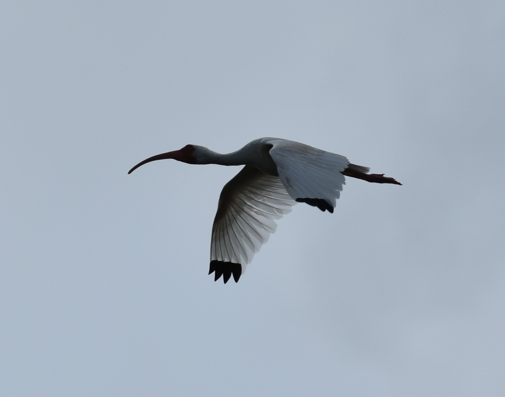 WhiteIbis,Adult.JPG