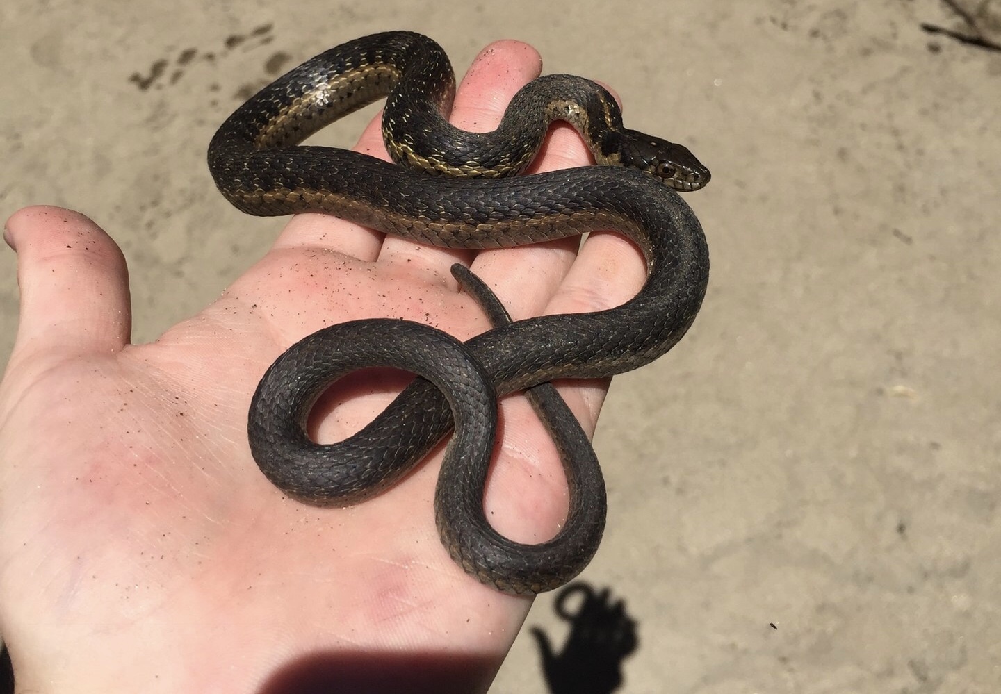 snek.jpg