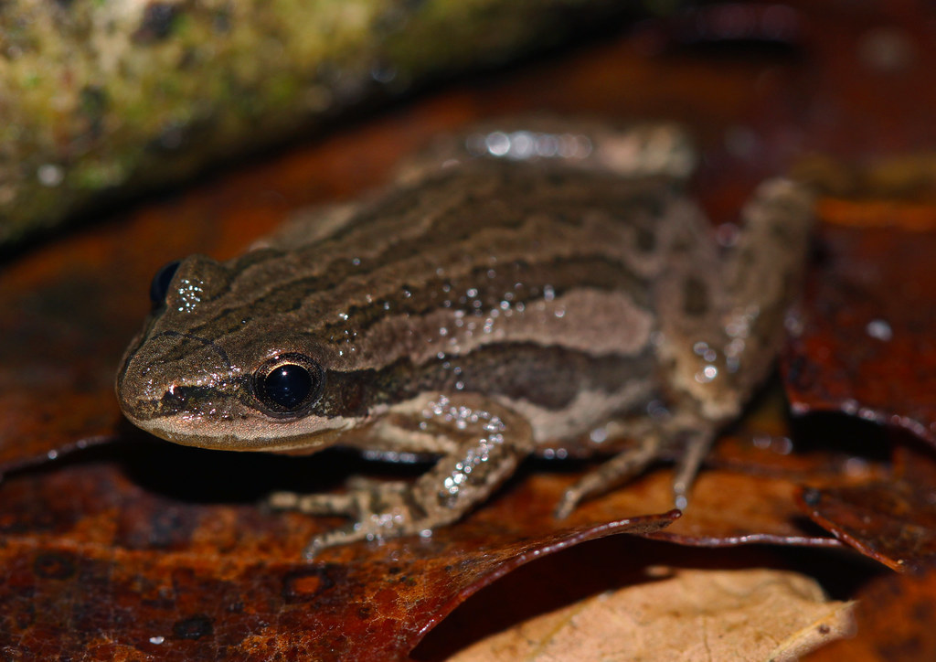frog.jfif