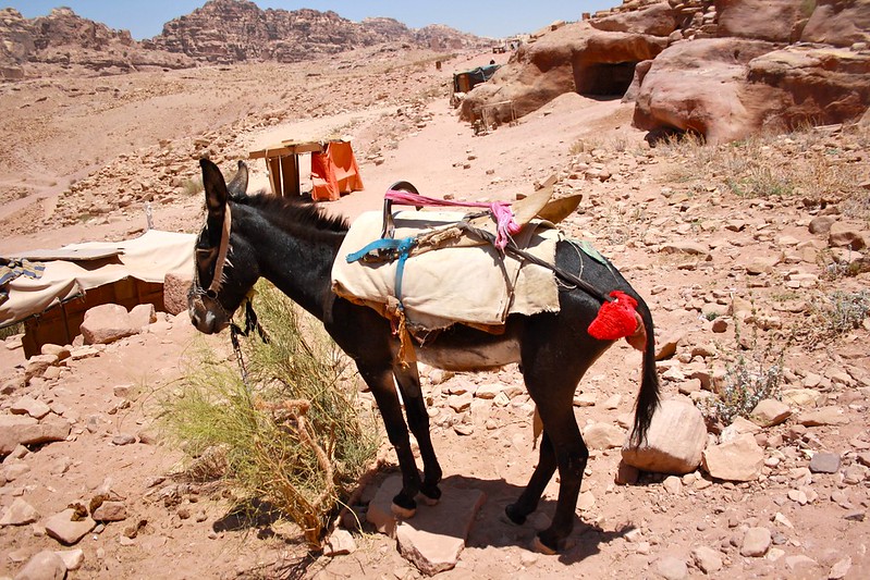 mule.jpg