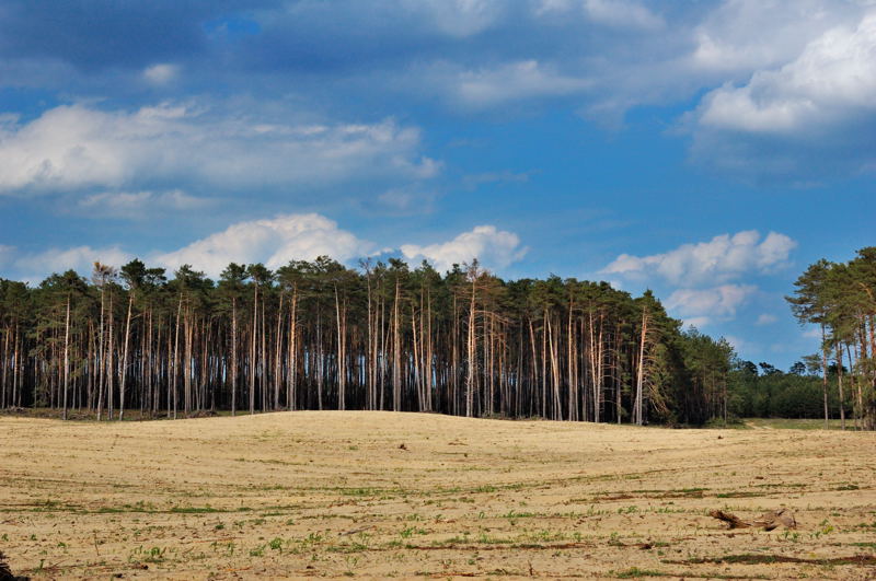 trees.jpg