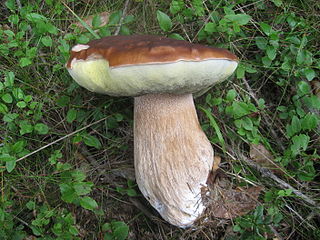 320px-Hřib_smrkový.jpg