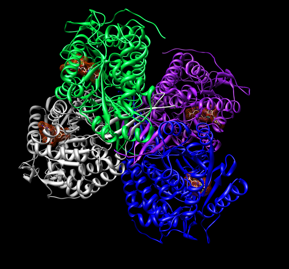enzyme