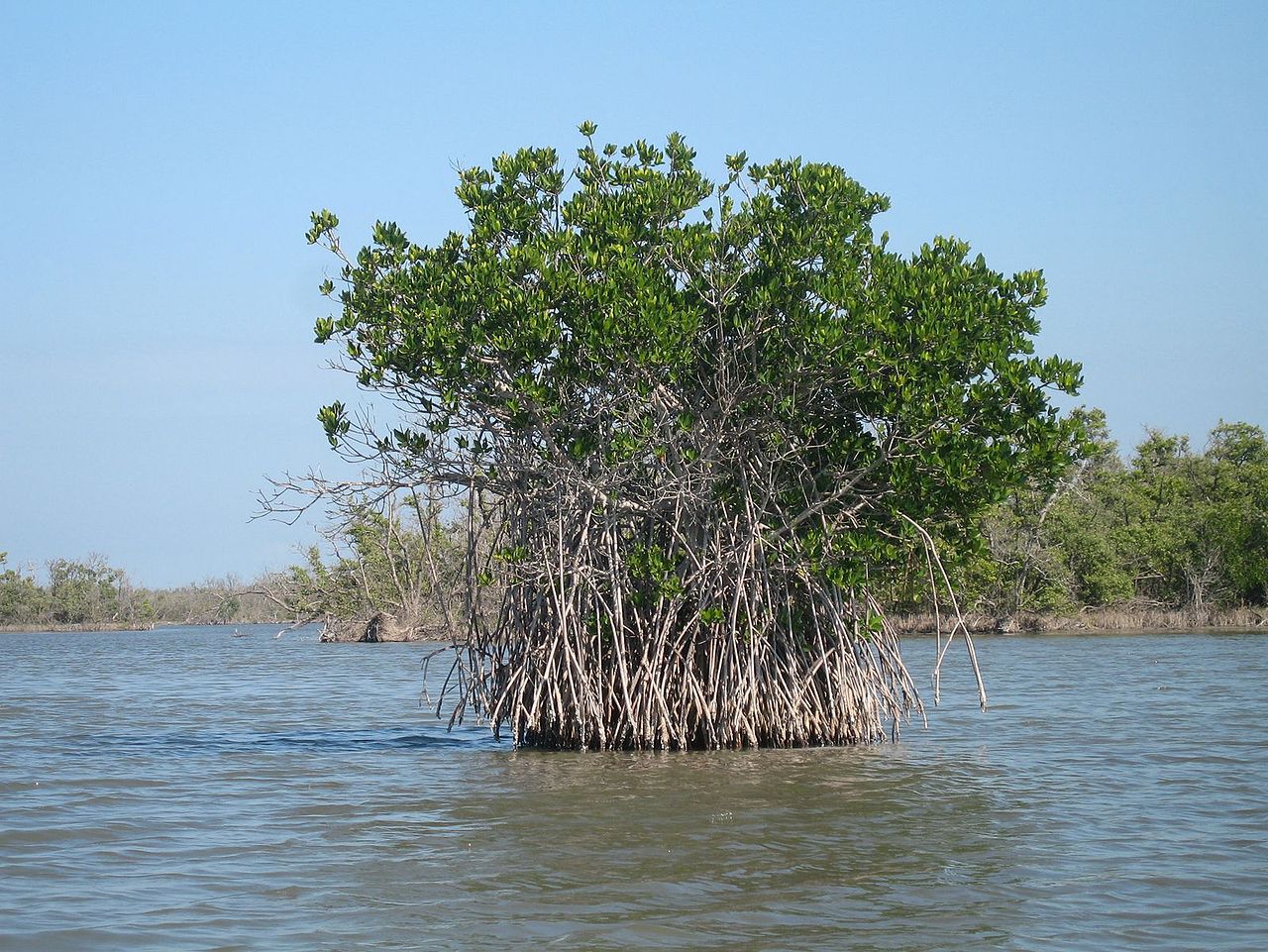 WETLAND.jpg