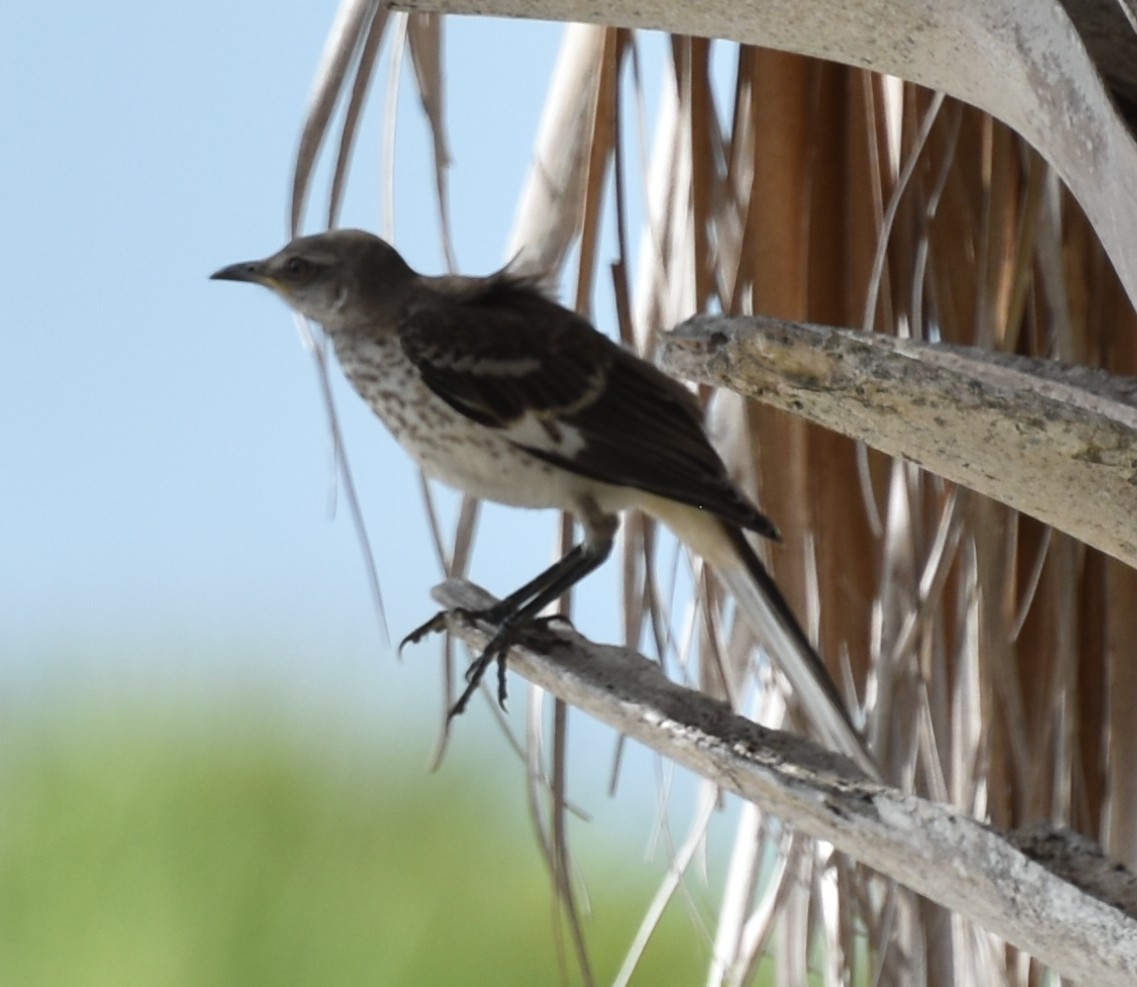 NorthernMockingbird,Adult.JPG