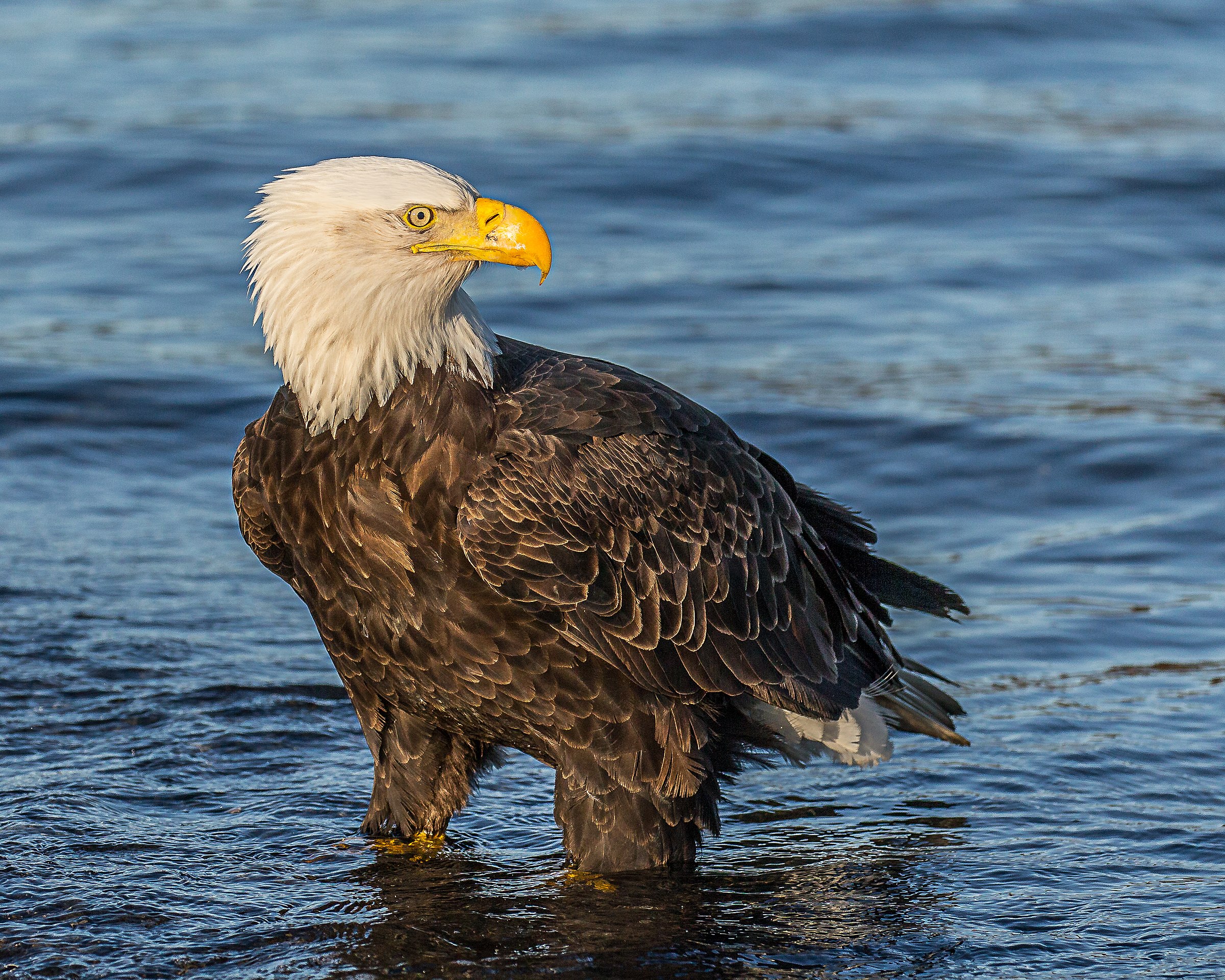 texte aigle.jpg