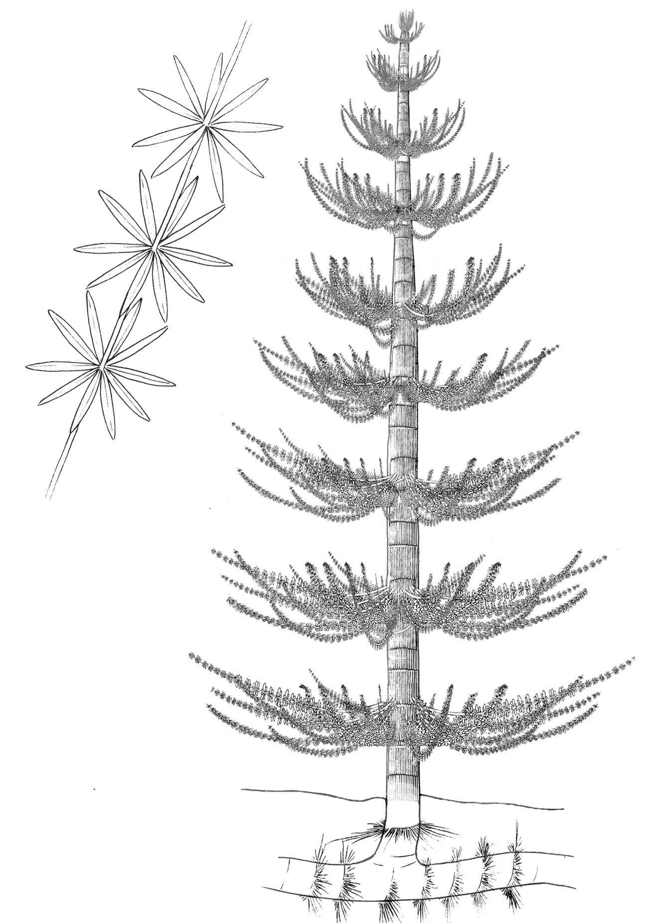 calamites_sketch.jpg
