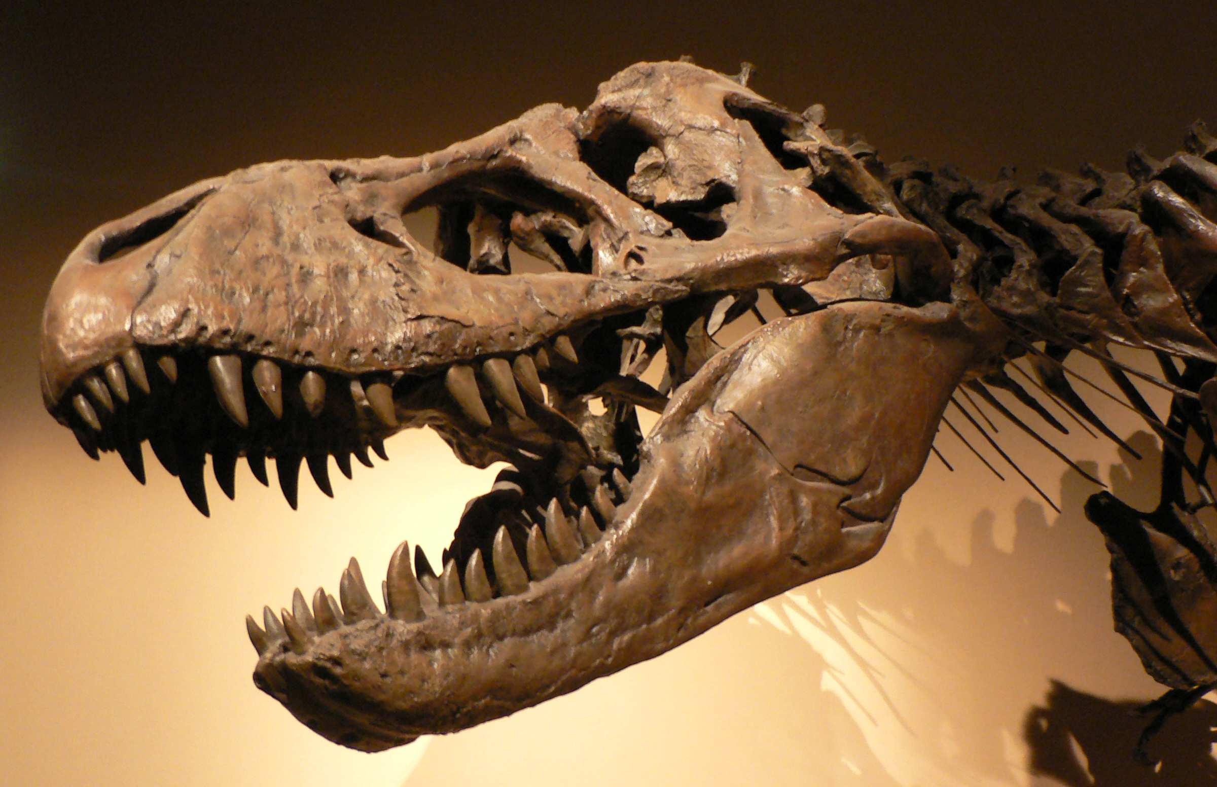 Palais_de_la_Decouverte_Tyrannosaurus_rex_p1050042.jpg