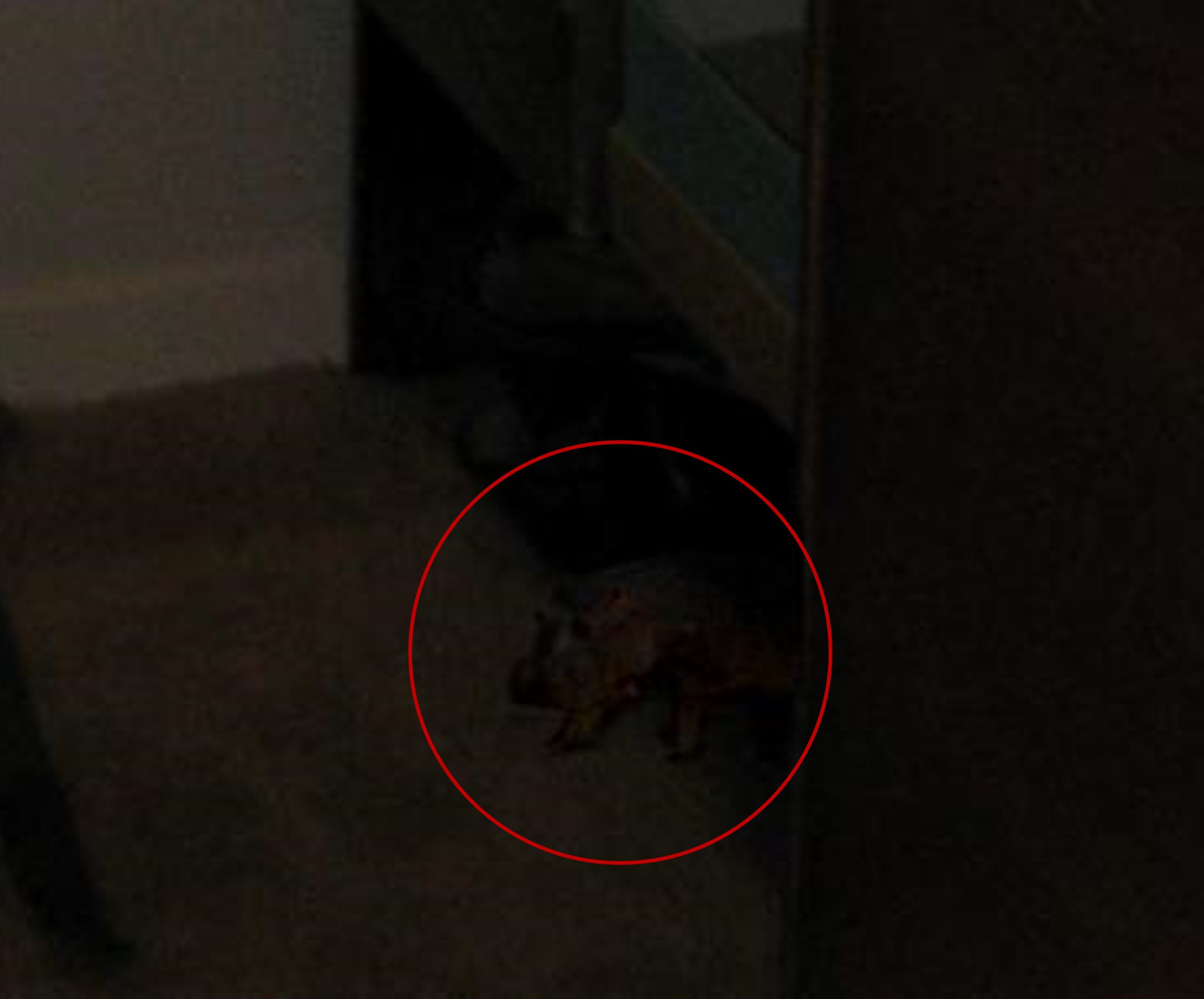 Hippo-test15.jpg