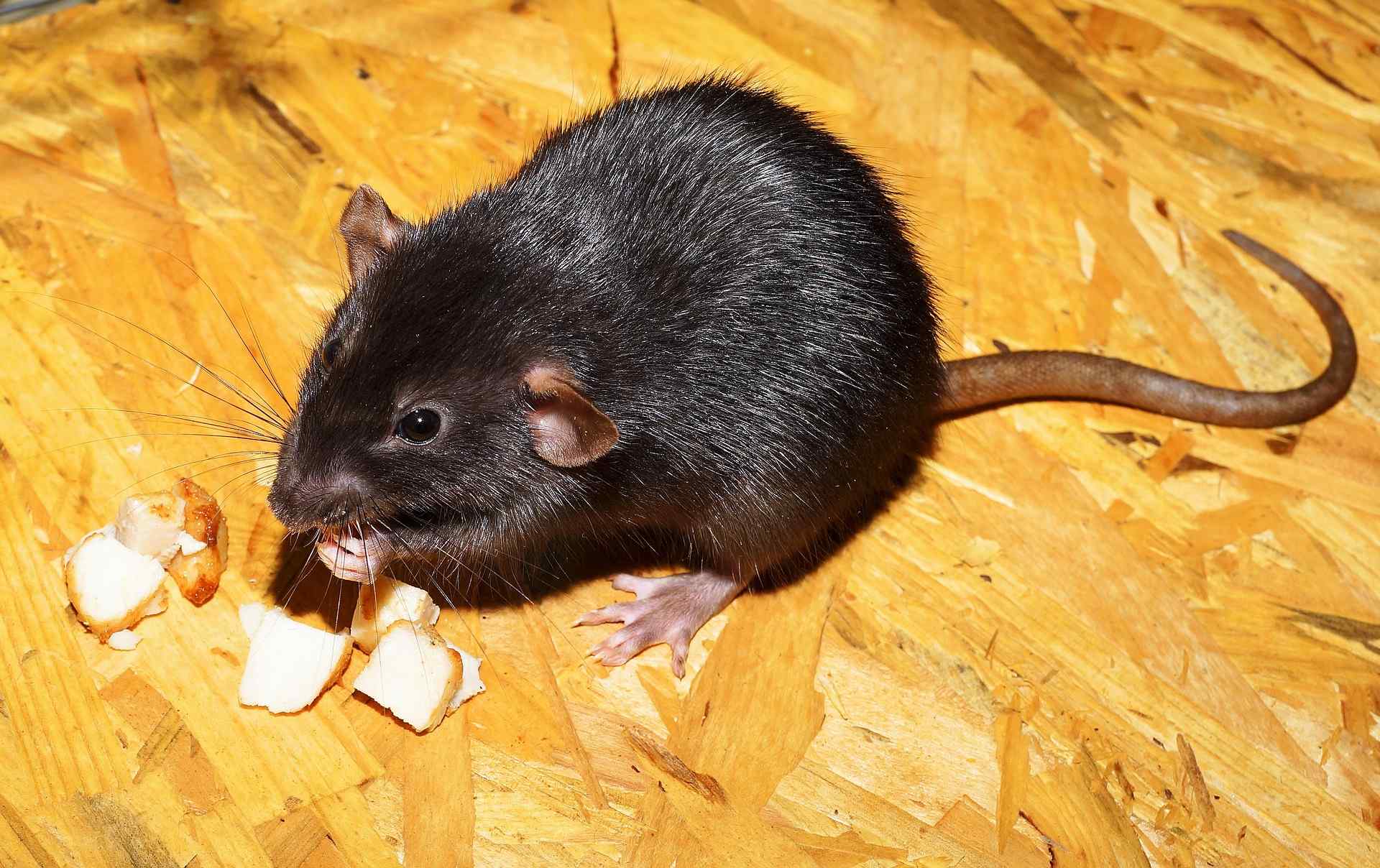 rat-2804058_1920.jpg