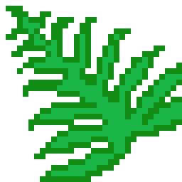 Fern