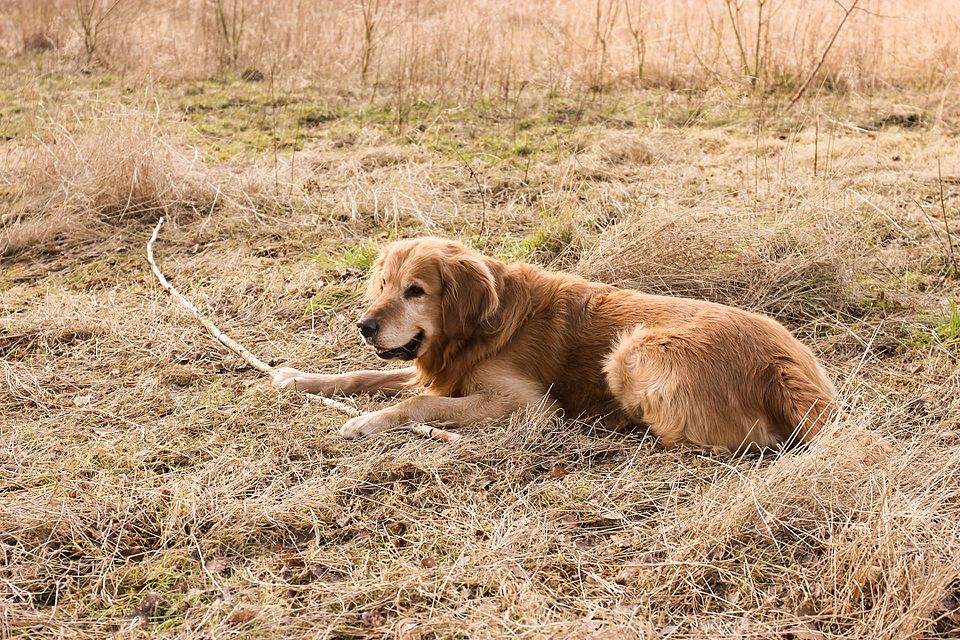 dog2.jpg