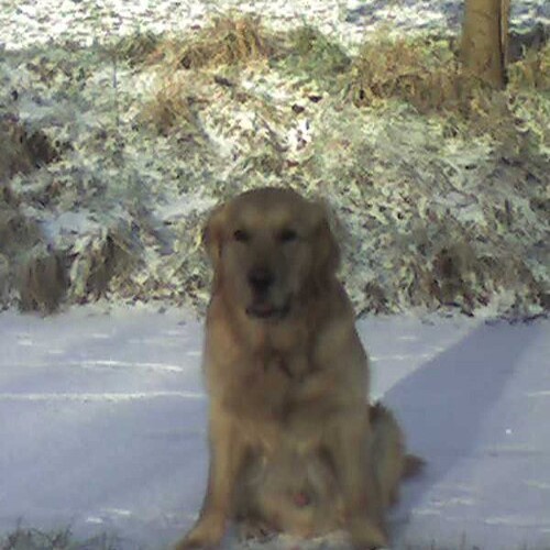dog11.jpg