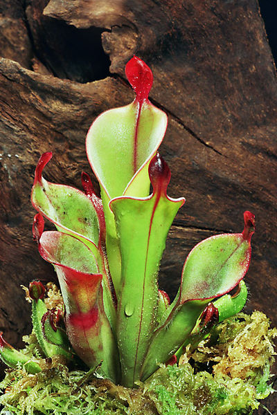 pitcherplant.jpg