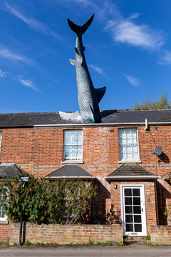 shark.png