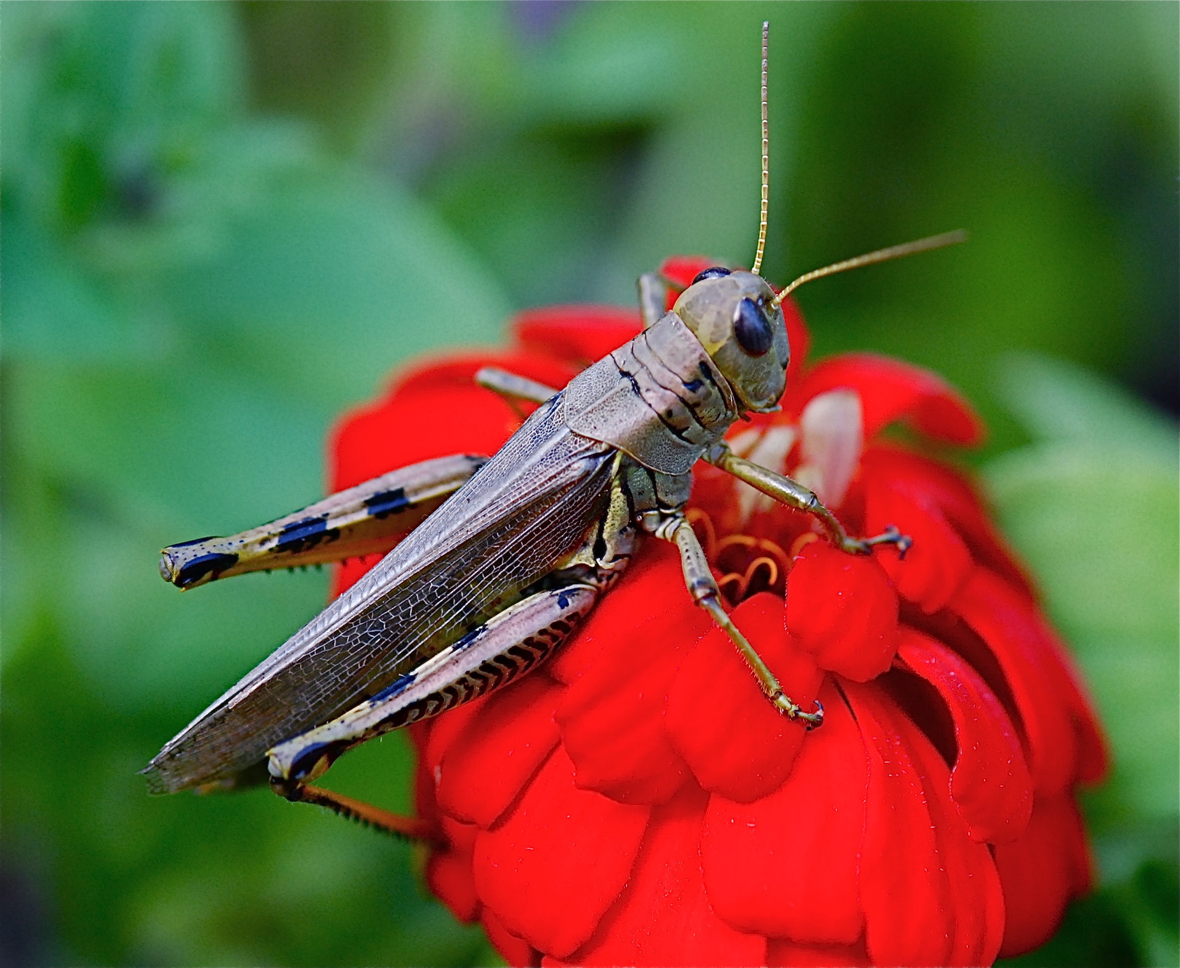 Genghis resting on a flower. Probably doesn't get to see much of 'em down under! locust_doomsday