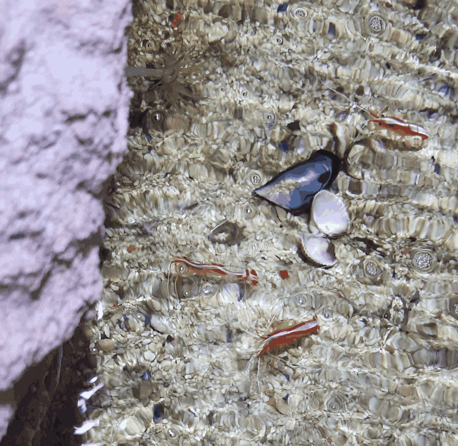 Shrimps