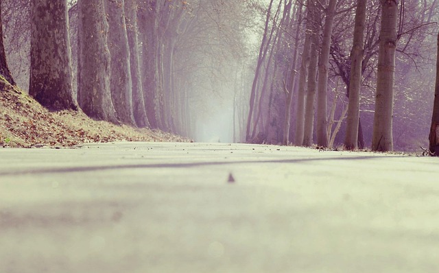 avenue-336492_640.jpg