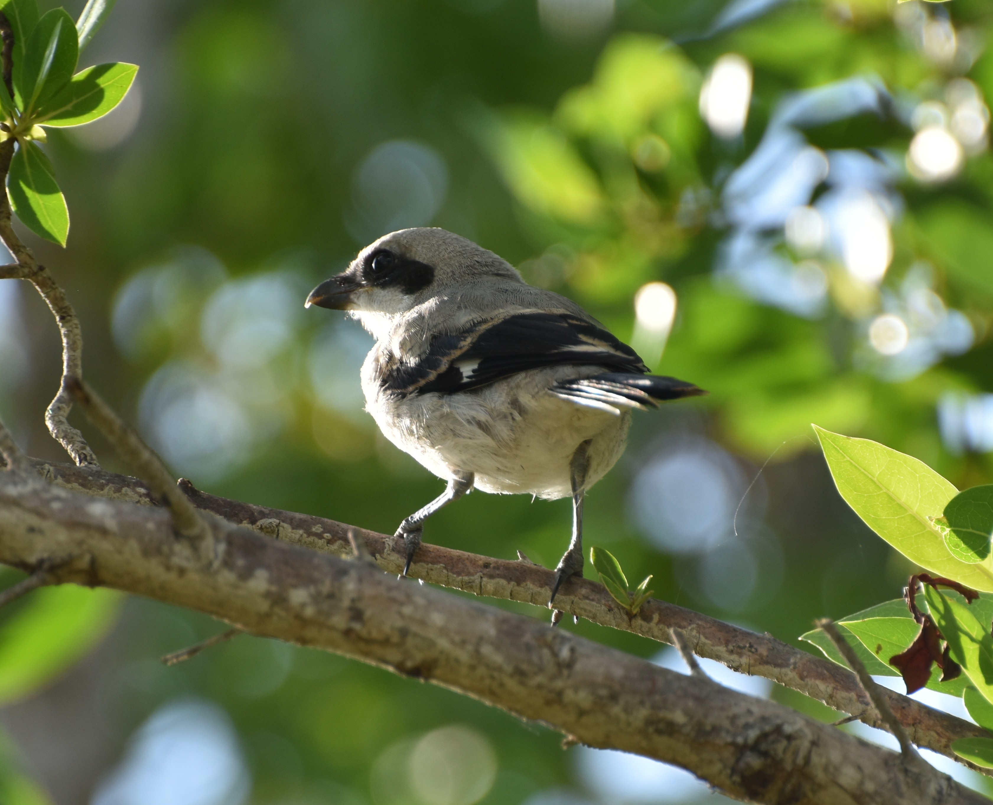 LoggerheadShrike,Adult.JPG