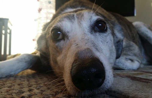 dog1.jpg