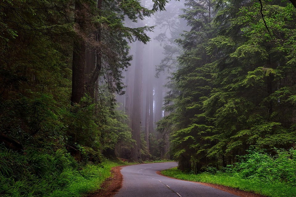 trees-1587301_960_720.jpg