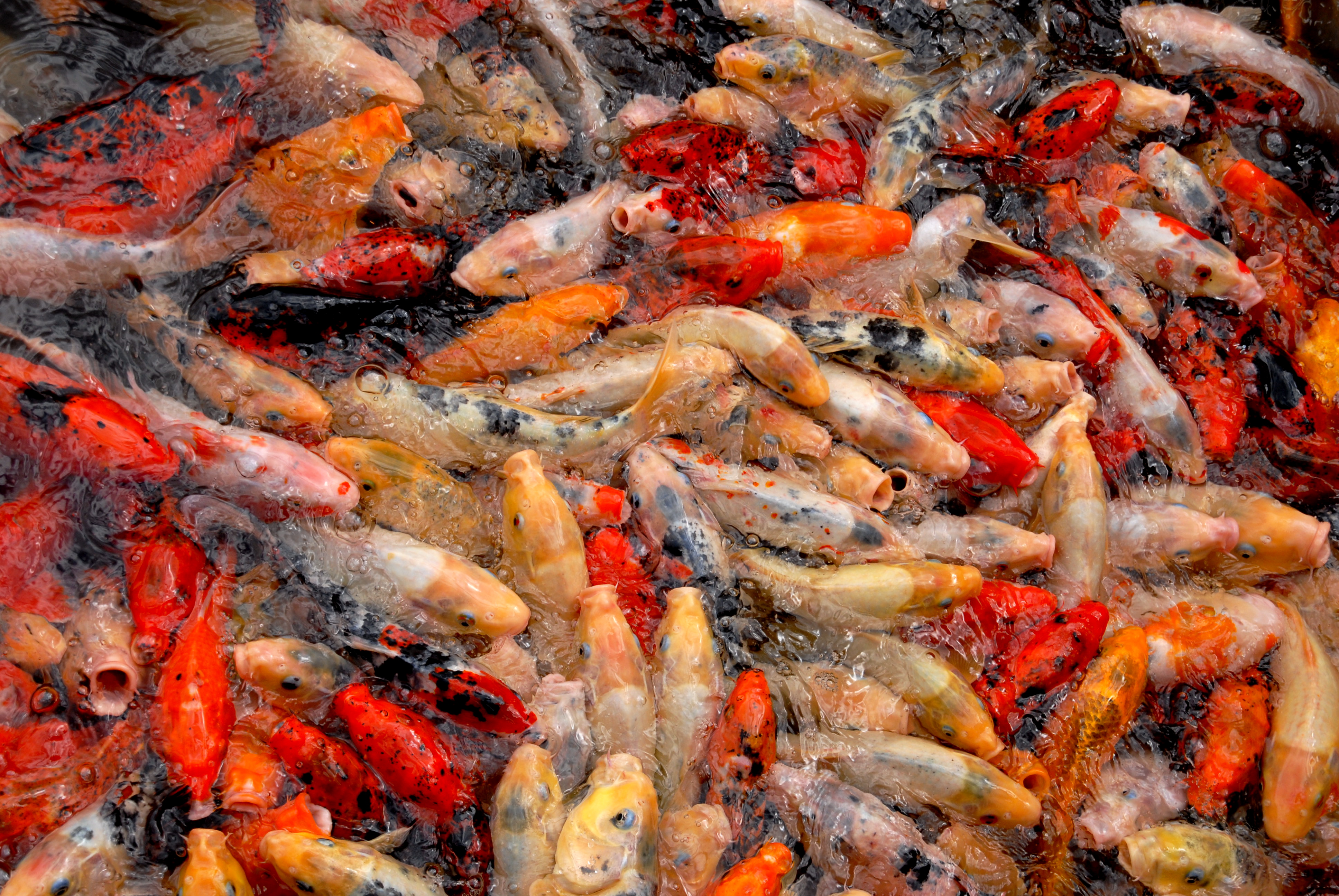 Loro_Parque_Koi3.jpg