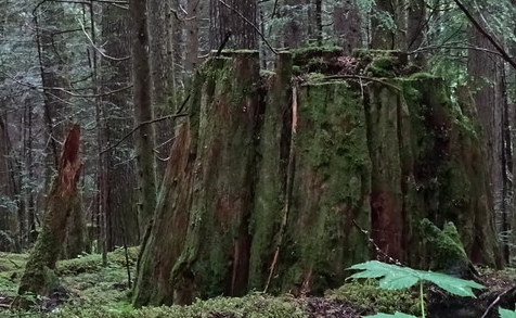 TreeGroveFull.jpg