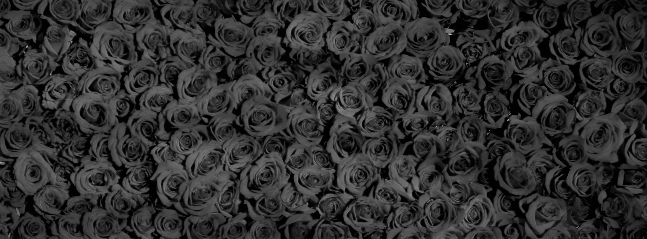 rose-roses-flowers-red-54320.jpeg