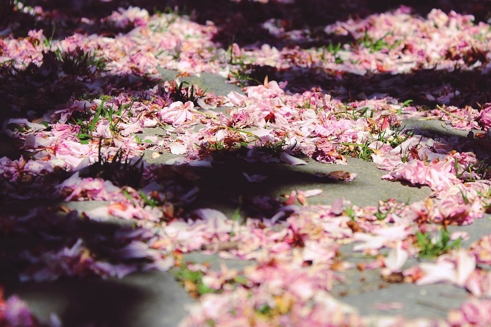 桜3.jpg