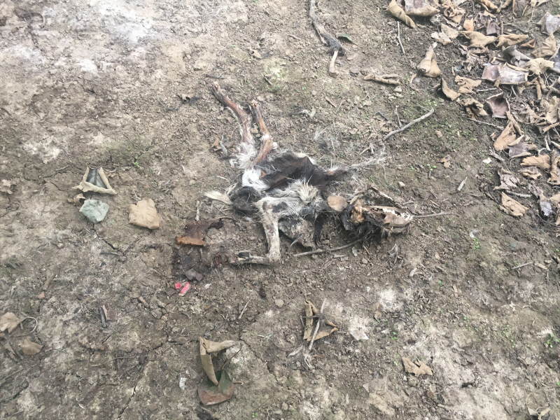 deadpuppy.jpg