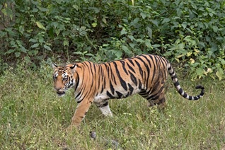 a-tiger-is-a-hunter-too.jpg