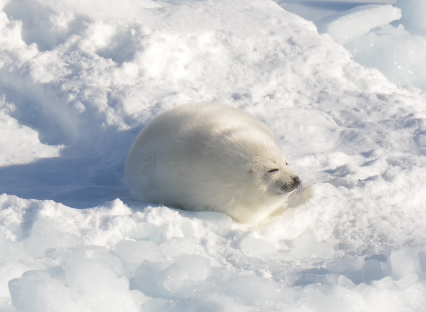 seal.jpg