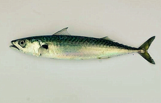 A_mackerel.jpg