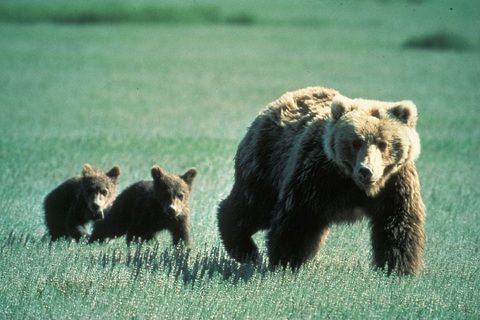 bear.jpg