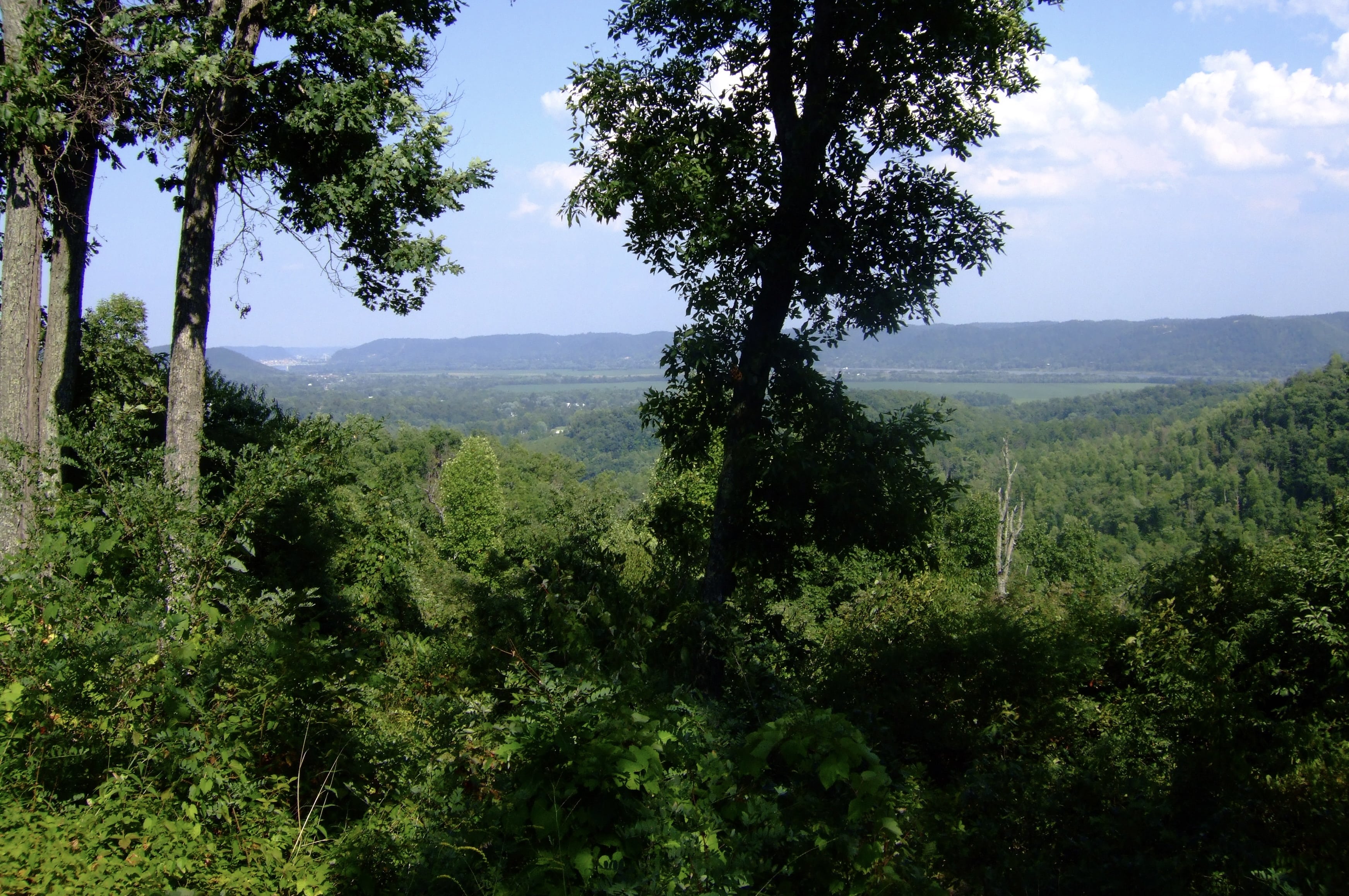 shawneeforest.jpg