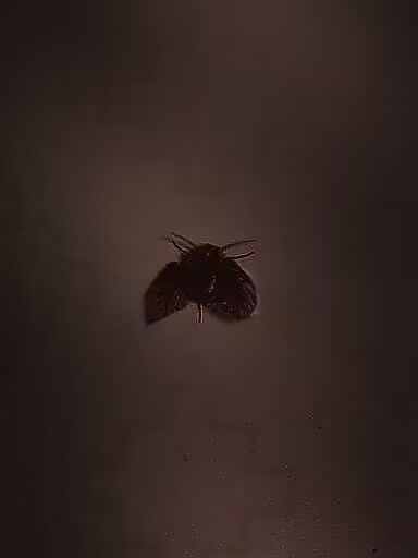 蛾蠓