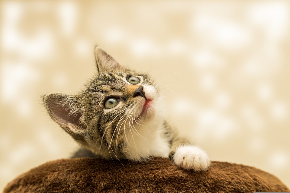 kitten-4611189_960_720.jpg