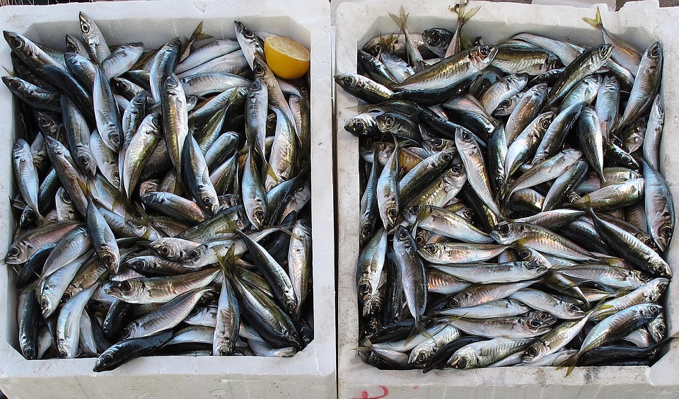 fish-2536121_960_720.jpg