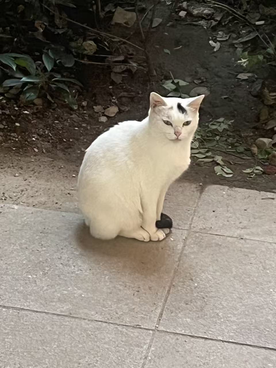 猫O5.jpg